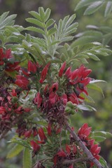 Melianthus