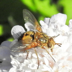 Dejeania bombylans