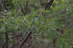 Heteromorpha arborescens