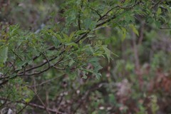 Heteromorpha arborescens