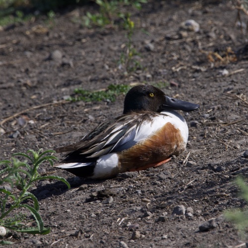 iNaturalist observation photo of Northern Shoveler