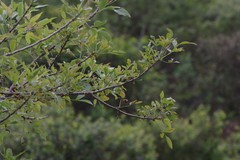 Heteromorpha arborescens