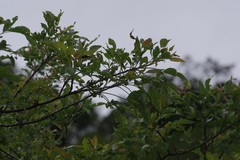 Heteromorpha arborescens