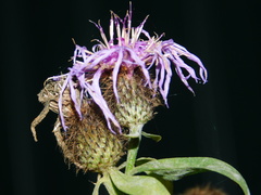 Centaurea phrygia pseudophrygia
