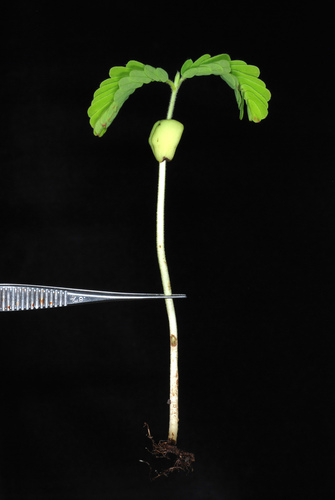 Tamarind