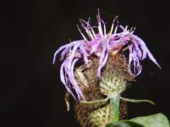 Centaurea phrygia pseudophrygia