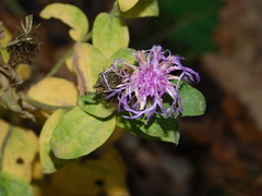 Centaurea phrygia pseudophrygia