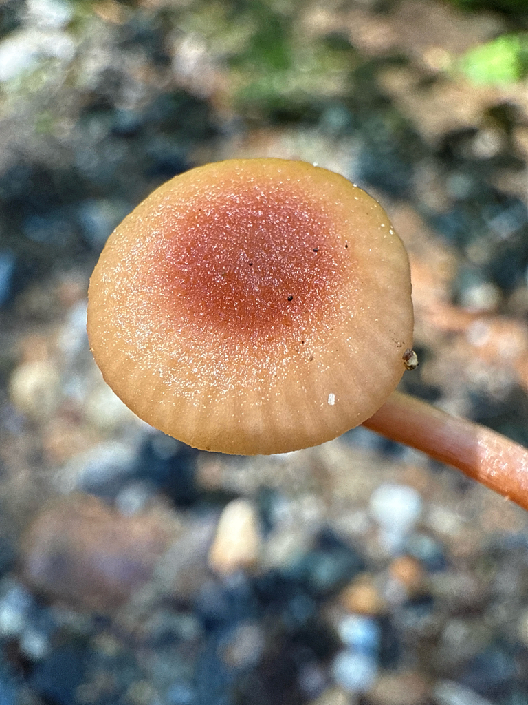 Laccaria sp. 'PNW07'