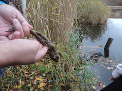 Lithobates catesbeianus