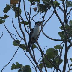 Todiramphus sordidus