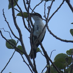 Todiramphus sordidus