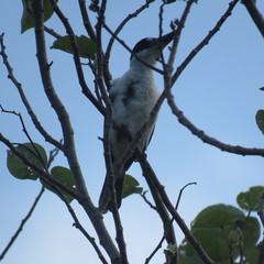 Todiramphus sordidus