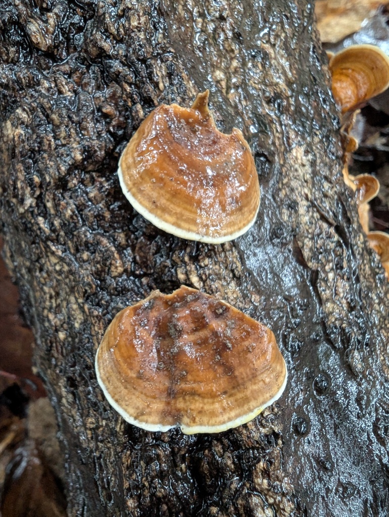 Stereum ostrea · August 2025 · photo: © atsushi_nakajima_cirque (iNaturalist, cc-by)