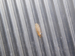 Hemerobius perelegans