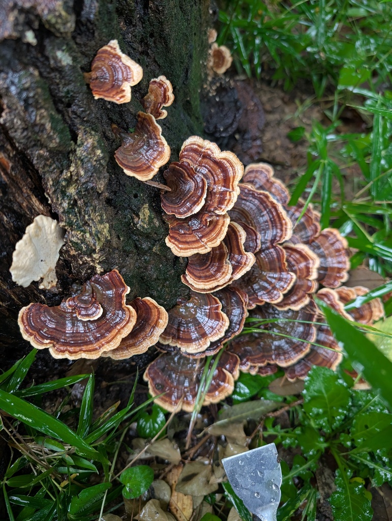 Microporus affinis · August 2025 · photo: © atsushi_nakajima_cirque (iNaturalist, cc-by)