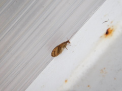 Micromus angulatus