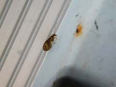 Micromus angulatus