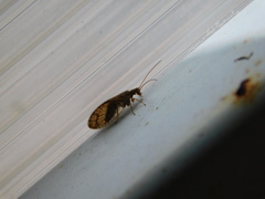 Micromus angulatus