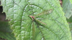 Leptotarsus viridis