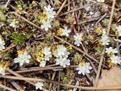 Drosera micrantha