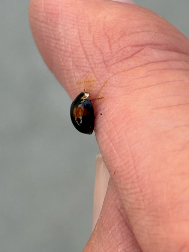 Ashy Gray Lady Beetle photographed in Utah