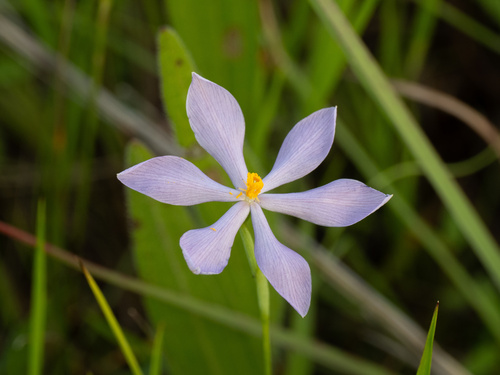 Nuttall's Pleatleaf (Nemastylis nuttallii)