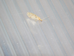 Hemerobius perelegans