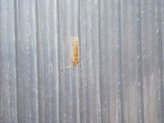 Hemerobius perelegans