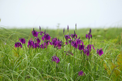 Iris ensata