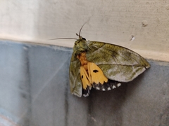 Eudocima hypermnestra