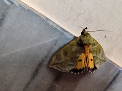 Eudocima hypermnestra