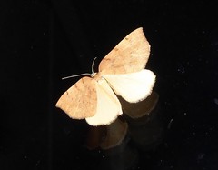 Sestra humeraria