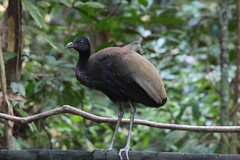 Green-Winged Trumpeter photo 1