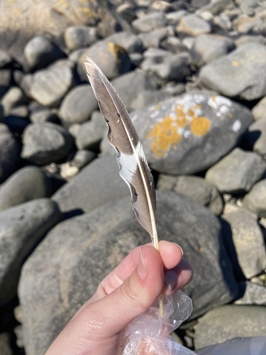 Plume de Guillemot de Troïl