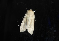 Ichneutica semivittata