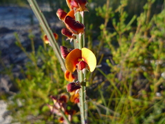 Bossiaea scolopendria