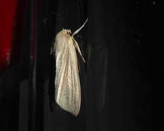 Ichneutica semivittata
