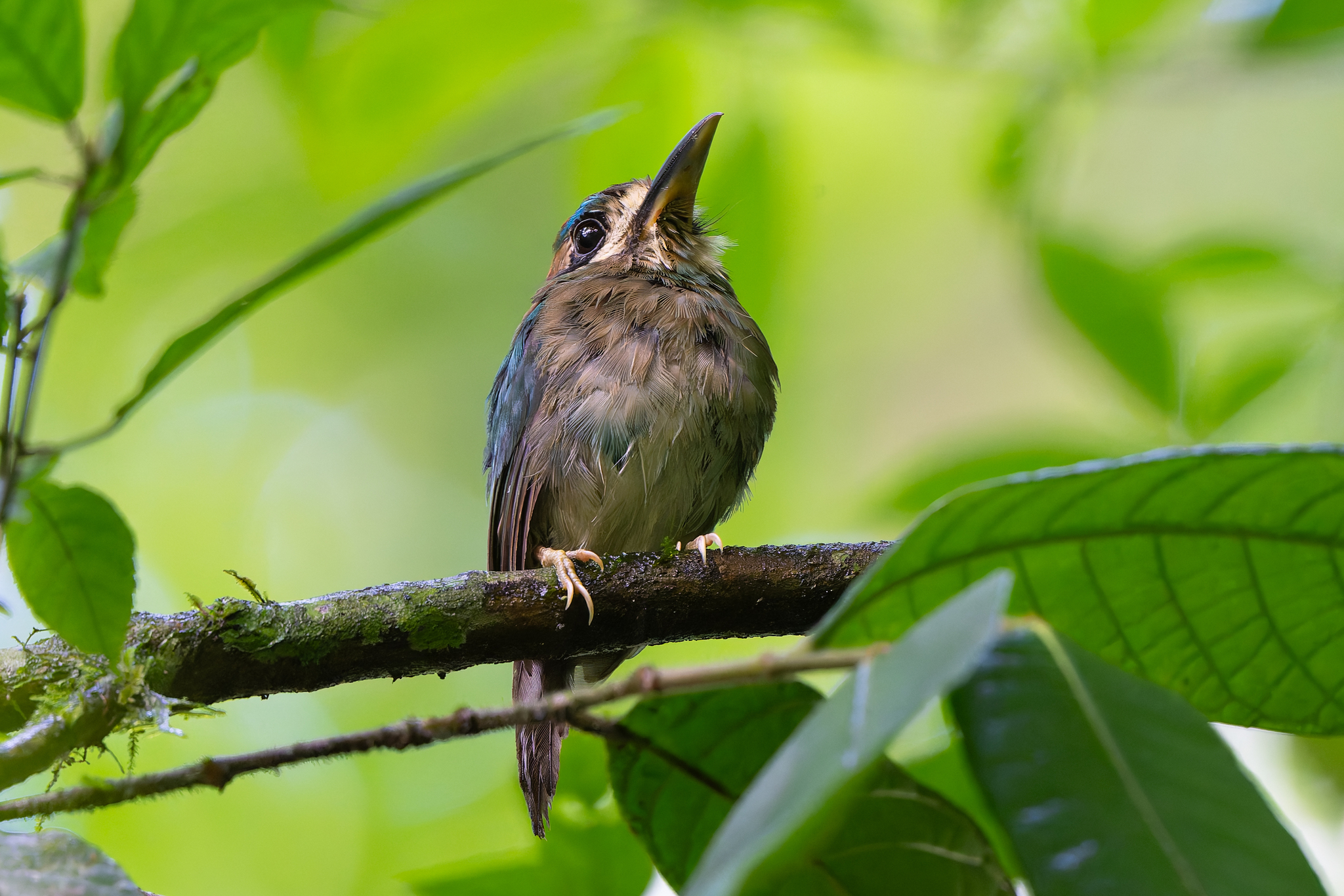 Tody Motmot (Hylomanes momotula), photo 6