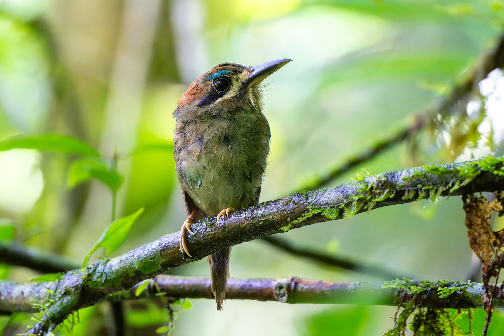 Tody Motmot (Hylomanes momotula), photo 4