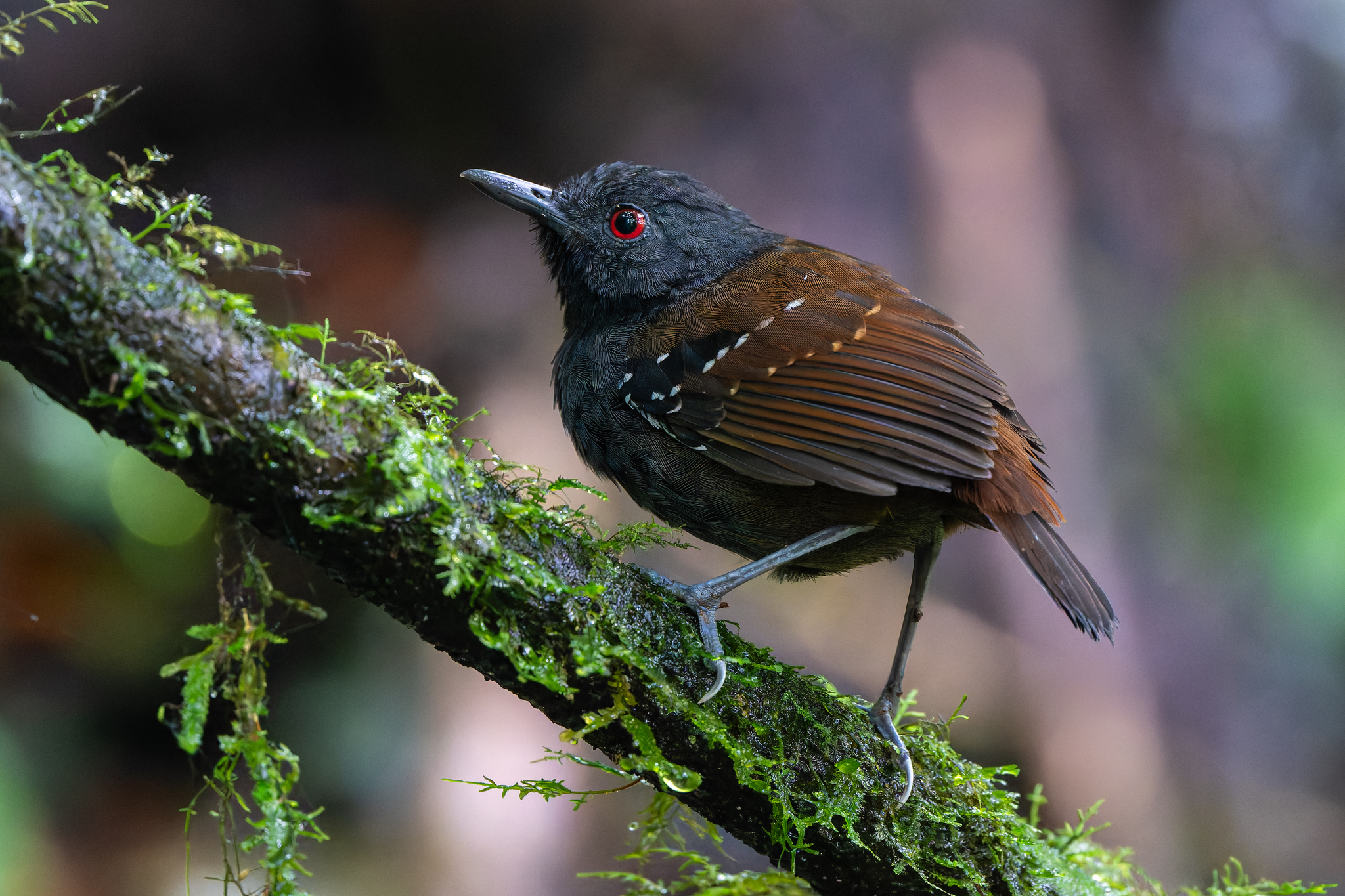 Dull-mantled Antbird (Sipia laemosticta), photo 4