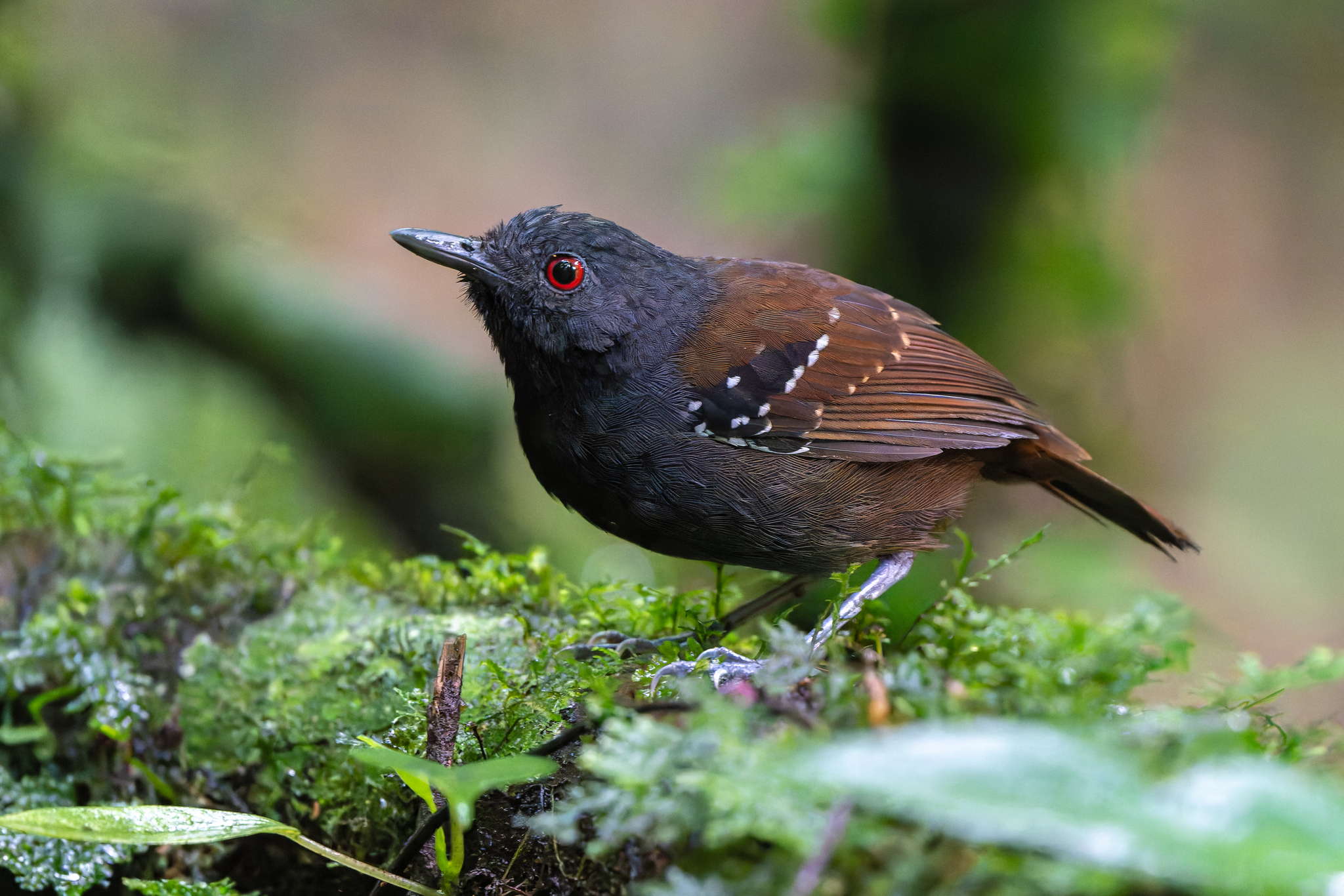 Dull-mantled Antbird (Sipia laemosticta), photo 3