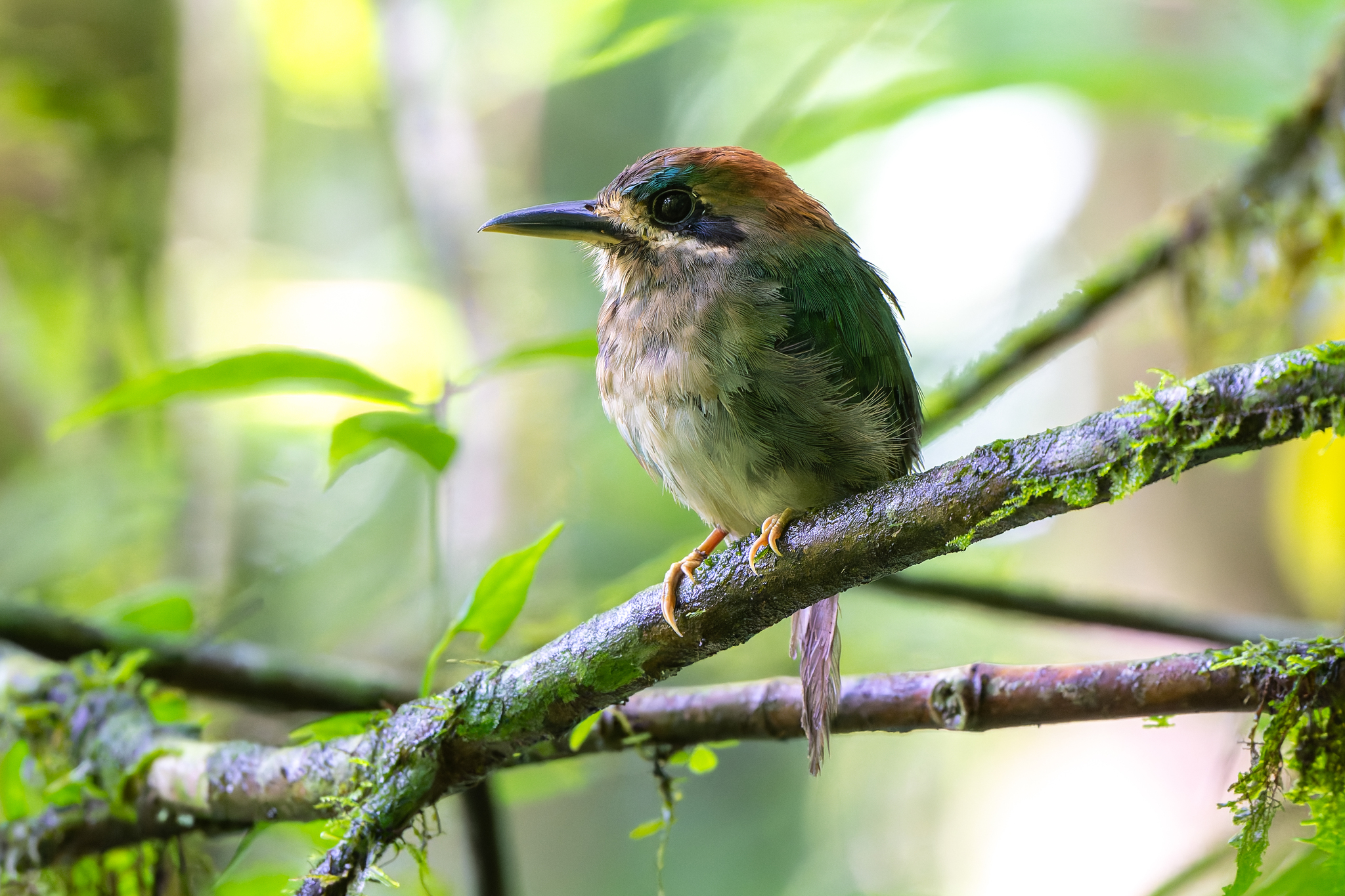 Tody Motmot (Hylomanes momotula), photo 5
