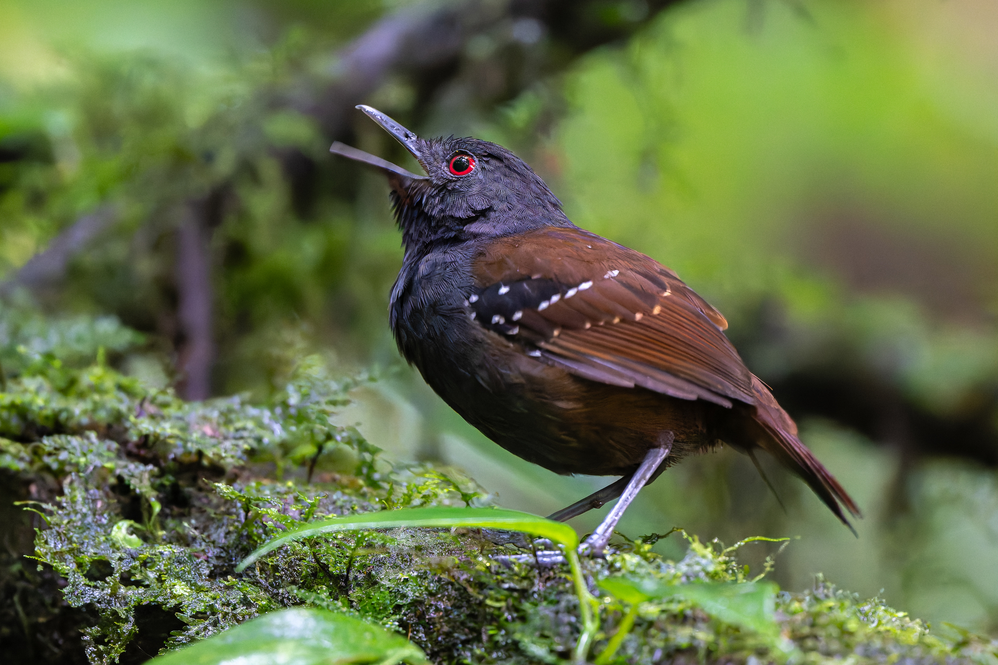 Dull-mantled Antbird (Sipia laemosticta), photo 5