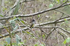 Myiarchus phaeocephalus