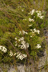 Brunia paleacea