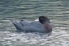 Hymenolaimus malacorhynchos