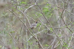 Atlapetes leucopterus