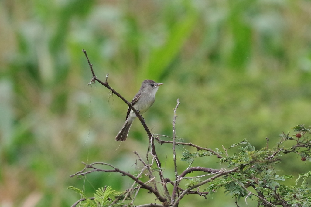 Western Tropical Pewee
