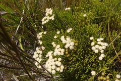 Brunia paleacea