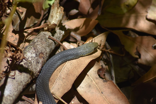 Photo of a Marsh Snake (signata) (Hemiaspis signata)